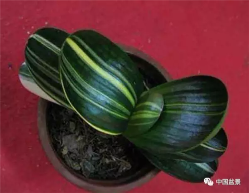 養花卉盆景加入木炭和松針土不爛根