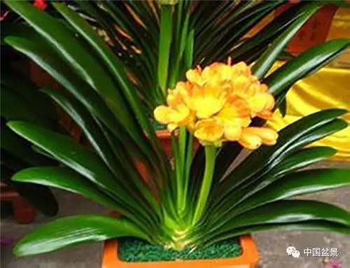 養花卉盆景加入木炭和松針土不爛根