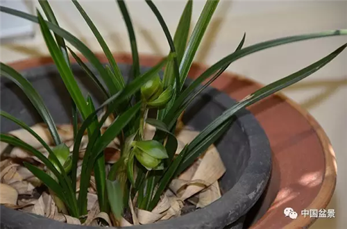 養花卉盆景加入木炭和松針土不爛根