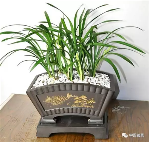 養花卉盆景加入木炭和松針土不爛根