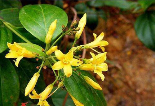 4種有毒危險的植物千萬不要輕易觸摸