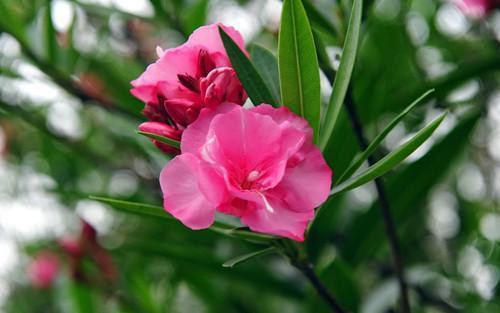 4種有毒危險的植物千萬不要輕易觸摸