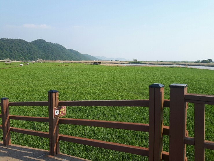 韓國順天灣濕地的秘密