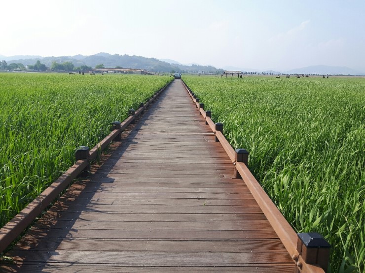 韓國順天灣濕地的秘密