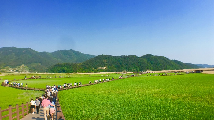 韓國順天灣濕地的秘密