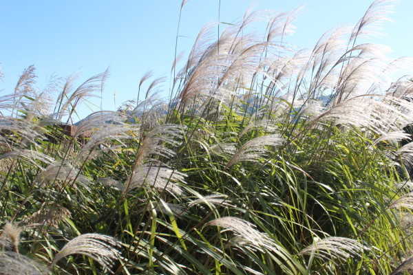 韓國順天灣濕地的秘密