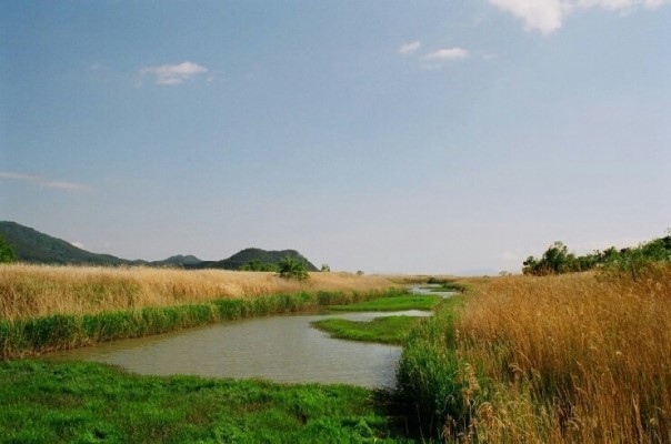 韓國順天灣濕地的秘密
