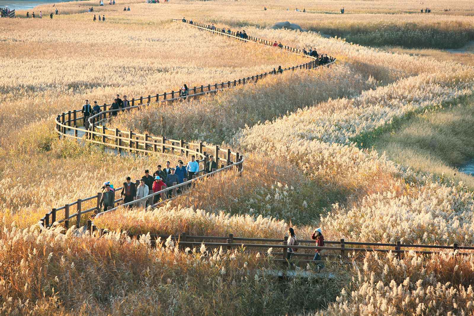 韓國(guó)順天灣濕地的秘密