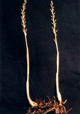 吉林長白山發現罕見植物尖唇鳥巢蘭