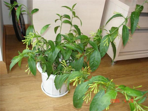 植物知識:濃香花卉不宜室內觀賞