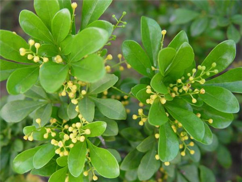 植物知識:濃香花卉不宜室內觀賞