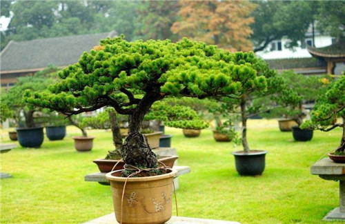 制作盆景的心路歷程