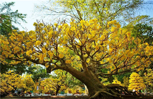 制作盆景的心路歷程