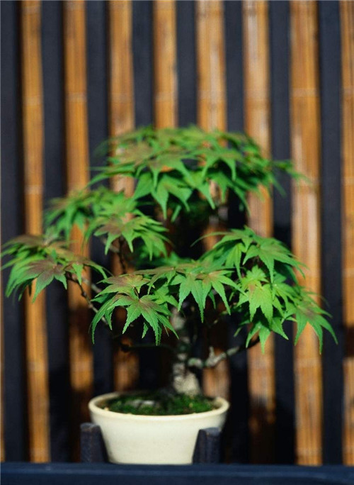 制作盆景的心路歷程