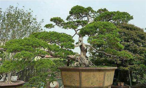 制作盆景的心路歷程