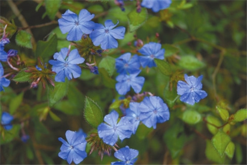 中國植物學家花20年追尋植物學威爾遜足跡
