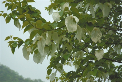 中國植物學家花20年追尋植物學威爾遜足跡
