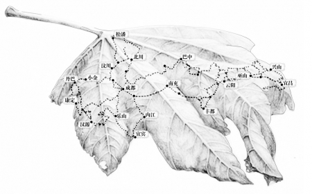 中國植物學家花20年追尋植物學威爾遜足跡