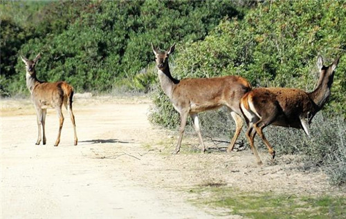 西班牙世外桃源——多南那國家公園