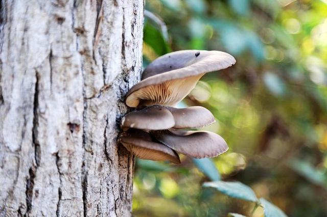 西班牙世外桃源——多南那國家公園