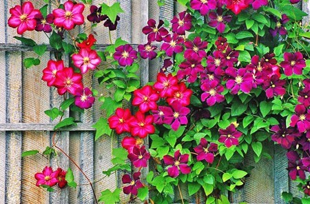 封閉小區(qū)的圍欄為什么要種植蔓藤植物