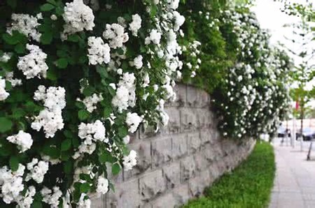 封閉小區(qū)的圍欄為什么要種植蔓藤植物