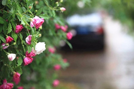 封閉小區(qū)的圍欄為什么要種植蔓藤植物