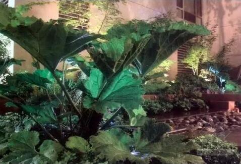 雨水花園經典案例:美國霍伊特公寓