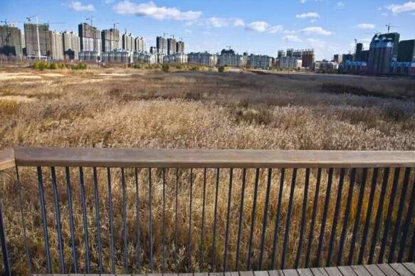 國內雨水花園實踐:黑龍江群力雨水花園