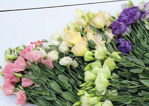 教你八種辦法讓切花保鮮更加持久