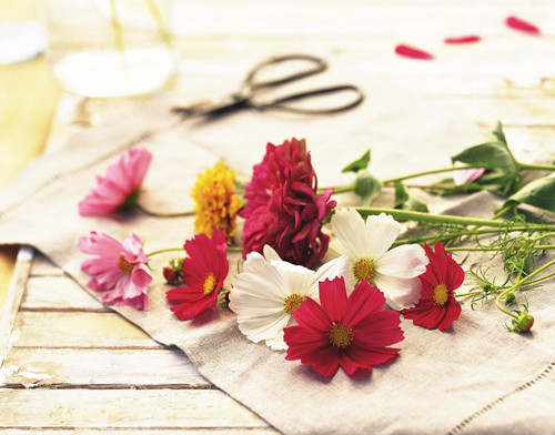 教你八種辦法讓切花保鮮更加持久