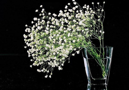 教你八種辦法讓切花保鮮更加持久