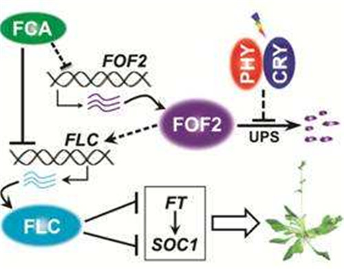 我國在植物開花機(jī)制研究上又取得重要進(jìn)展