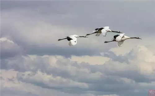 扎龍濕地自然保護區入選黑龍江十大濕地