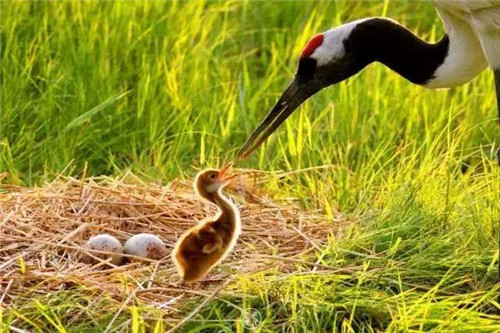 扎龍濕地自然保護區入選黑龍江十大濕地