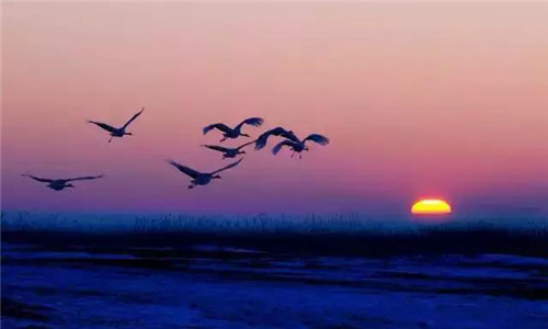 扎龍濕地自然保護區入選黑龍江十大濕地