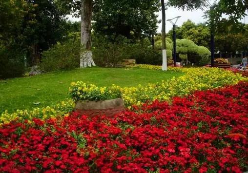 一起走進庭院綠籬的世界