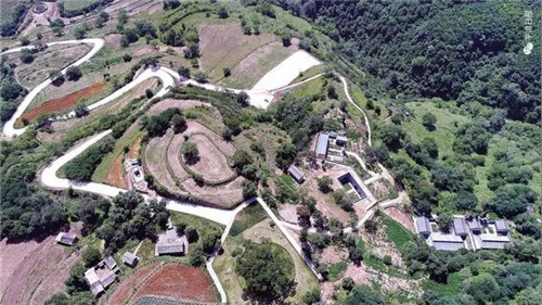 甘肅平?jīng)龀缧趴h四棵神奇古樹