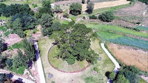 甘肅平?jīng)龀缧趴h四棵神奇古樹