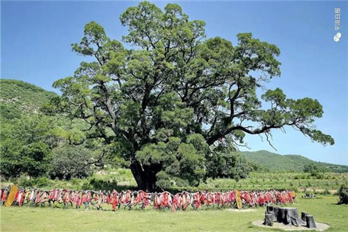 甘肅平?jīng)龀缧趴h四棵神奇古樹