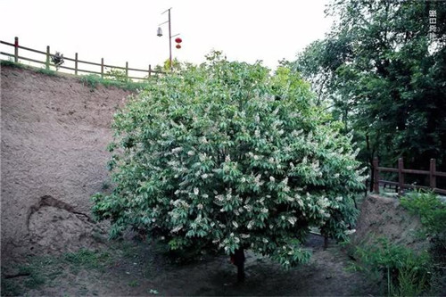 甘肅平?jīng)龀缧趴h四棵神奇古樹