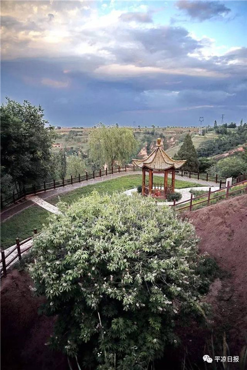 甘肅平?jīng)龀缧趴h四棵神奇古樹