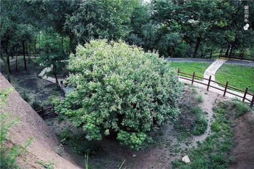 甘肅平?jīng)龀缧趴h四棵神奇古樹