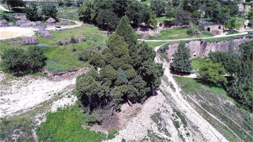 甘肅平涼崇信縣四棵神奇古樹