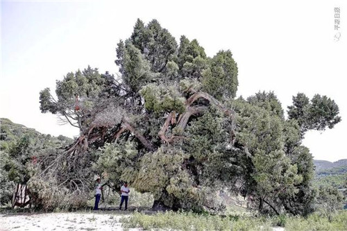 甘肅平涼崇信縣四棵神奇古樹