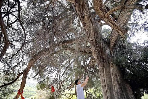甘肅平涼崇信縣四棵神奇古樹