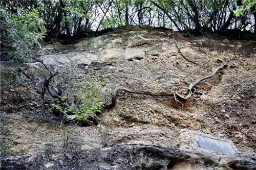 甘肅平涼崇信縣四棵神奇古樹