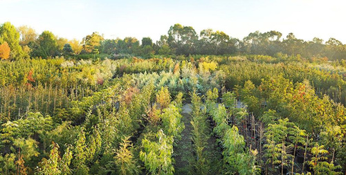 苗木產業前景可期，四個必然趨勢值得關注