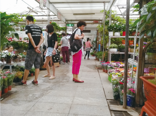 為啥買的花老養(yǎng)不活? 花卉市場貓膩大起底