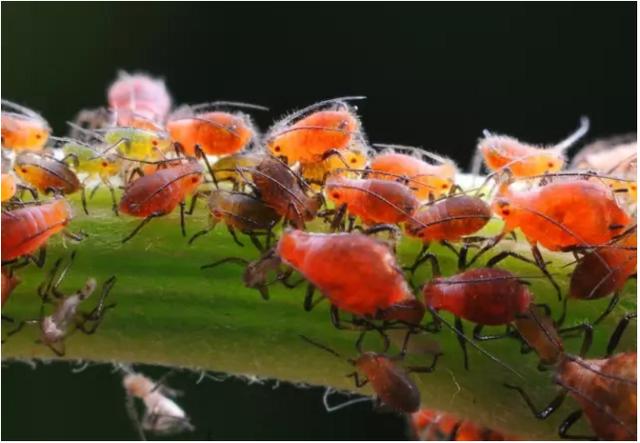 植物和昆蟲神奇的協同進化